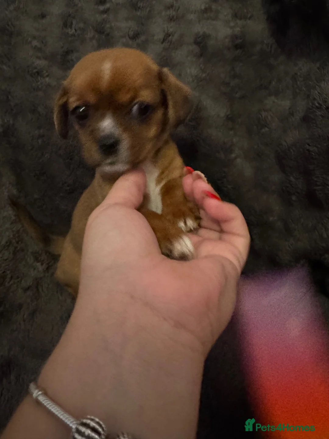 Mixed Breed dogs for sale: Cavalier King Charles x Chihuahua in Newport - Advert 11
