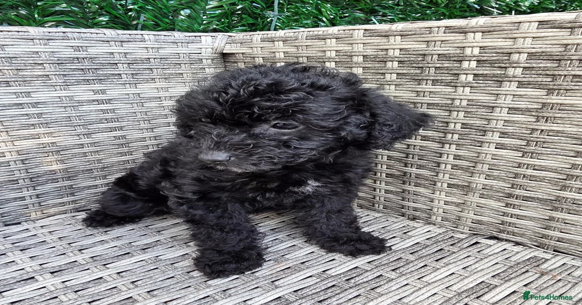 Merle pup Labradoodle Puppies for sale | Pets4Homes