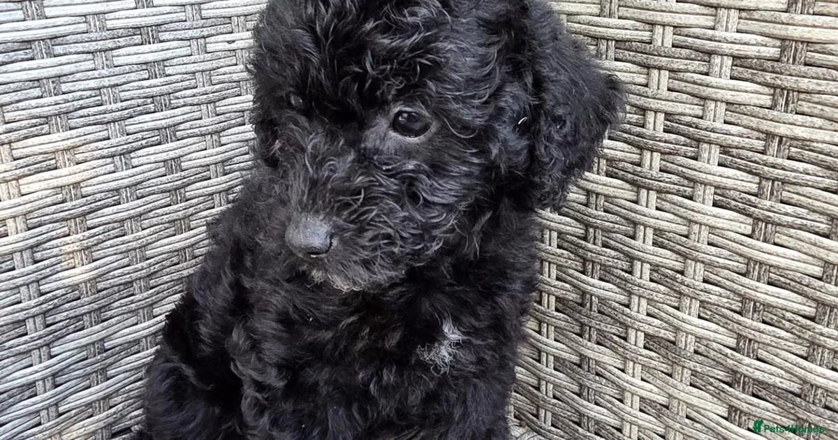 Mearle Lab Merle pup Labradoodle Puppies for sale | Pets4Homes