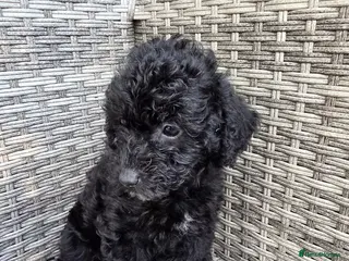 Labradoodle dogs Beautiful loving cuddly playful Labradoodle pups - Advert 2