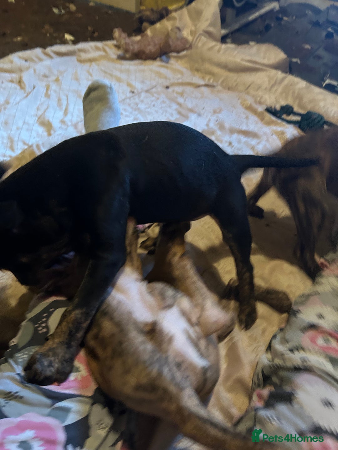 Mixed Breed dogs for sale: Last two beautiful Puppies for Rehoming  - Advert 8