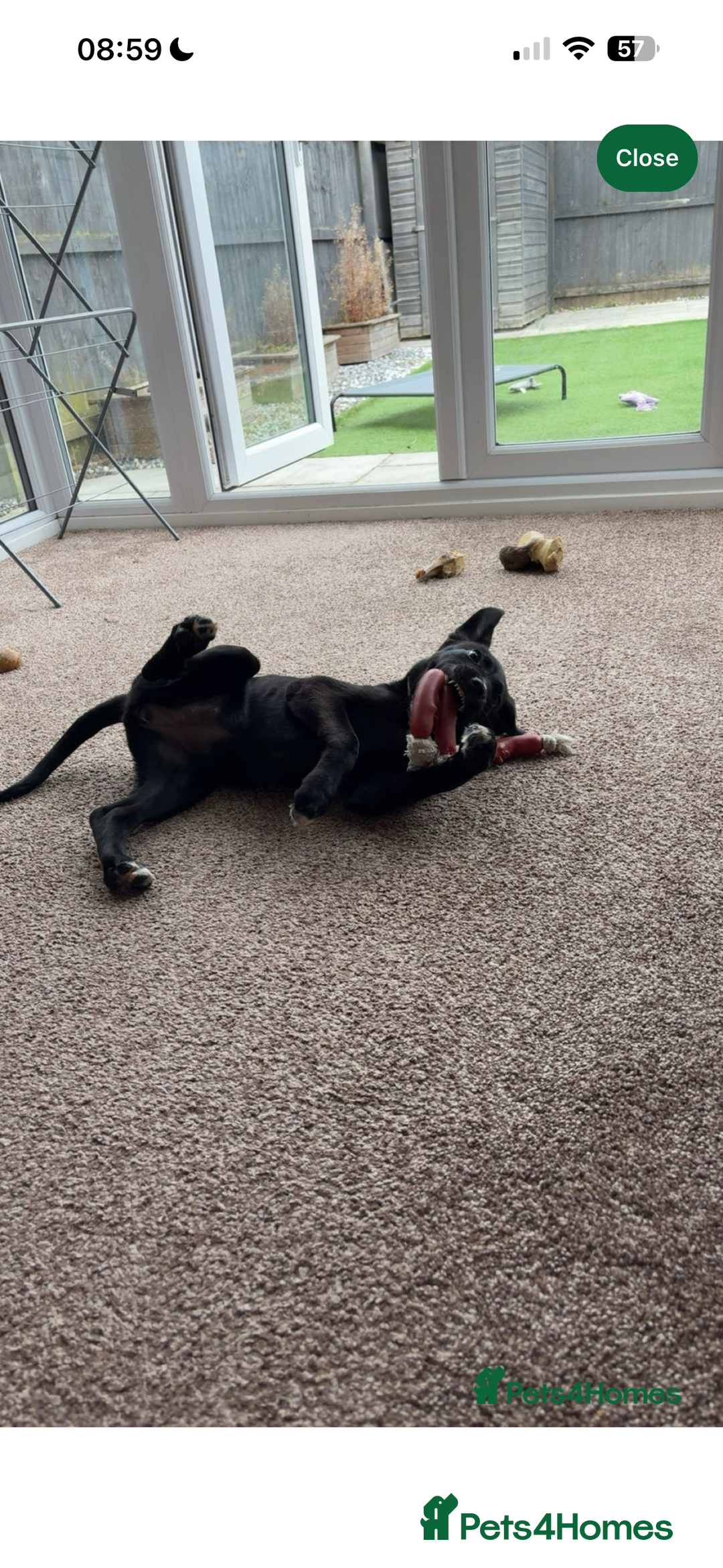 Mixed Breed dogs for sale: Pookie/peggy  - Advert 3