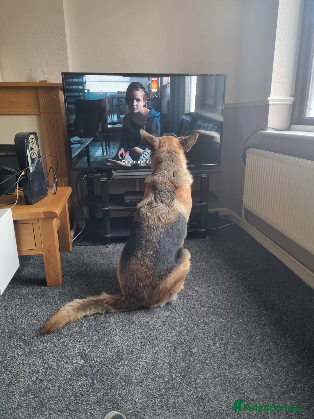 German Shepherd dogs for stud: Stud required - Advert 6