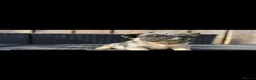 French Bulldog dogs for sale: Visual fluffy French bull dog  - Advert 6