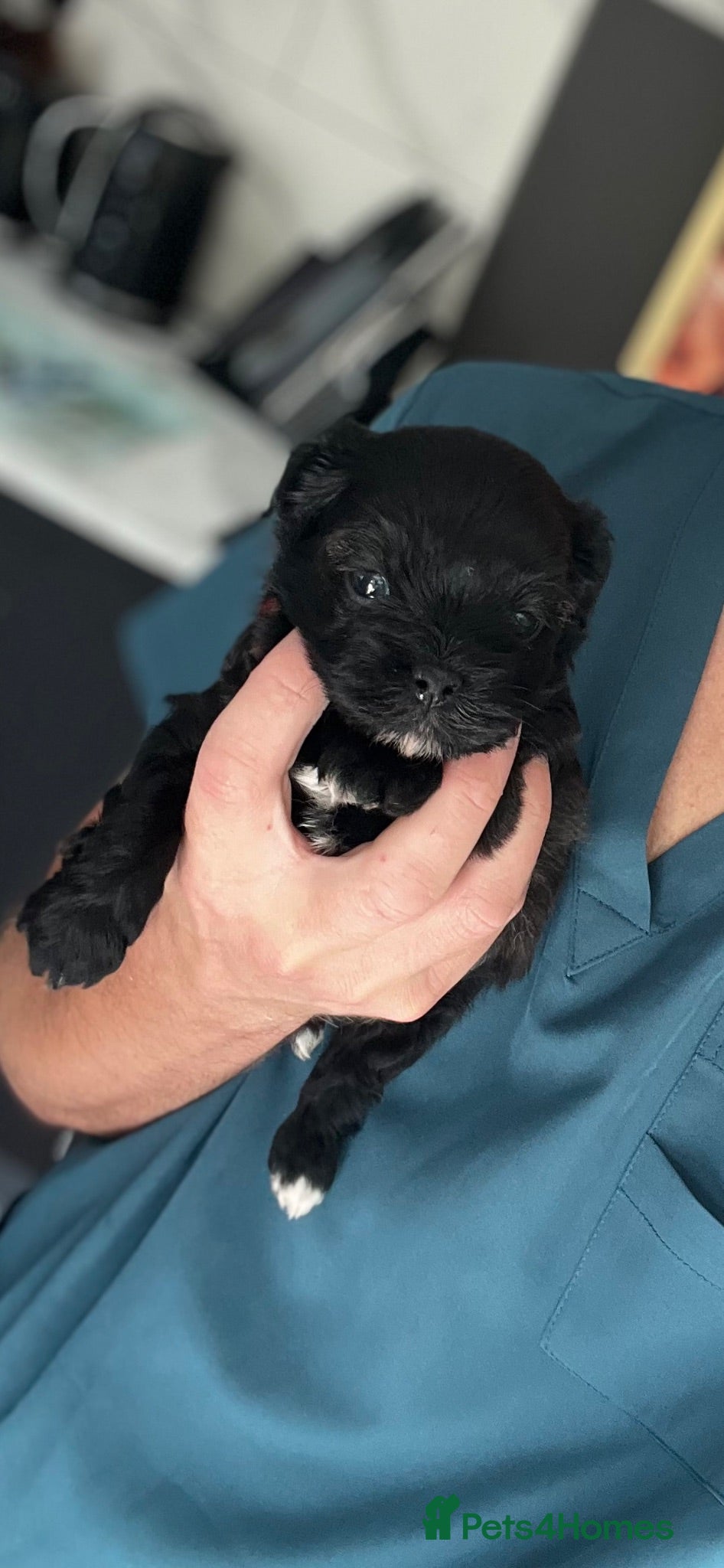 Shihpoo dogs Toy shihpoo puppies ❤️ - Advert 1