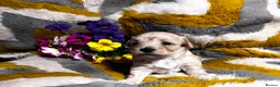 Maltipoo dogs for sale: Maltipoo’s rare colour parents tested Clear PRA - Advert 7