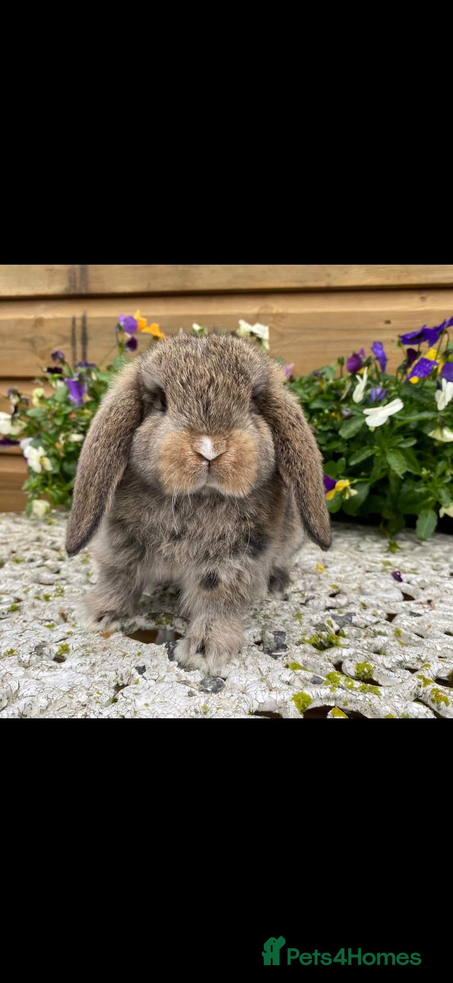 Mini Lop rabbits for sale: The most gorgeous mini lops 🥰😍 - Advert 1