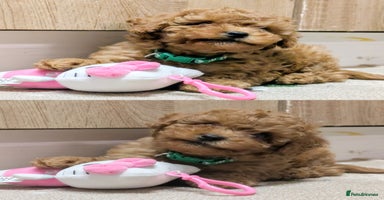 Toy Poodle dogs Tiny Toy Poodles 🩷💙 - Advert 5