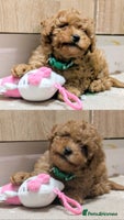 Toy Poodle dogs Tiny Toy Poodles 🩷💙 - Advert 5