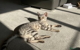 Bengal cats for sale: Pure bengal girl  - Image 7