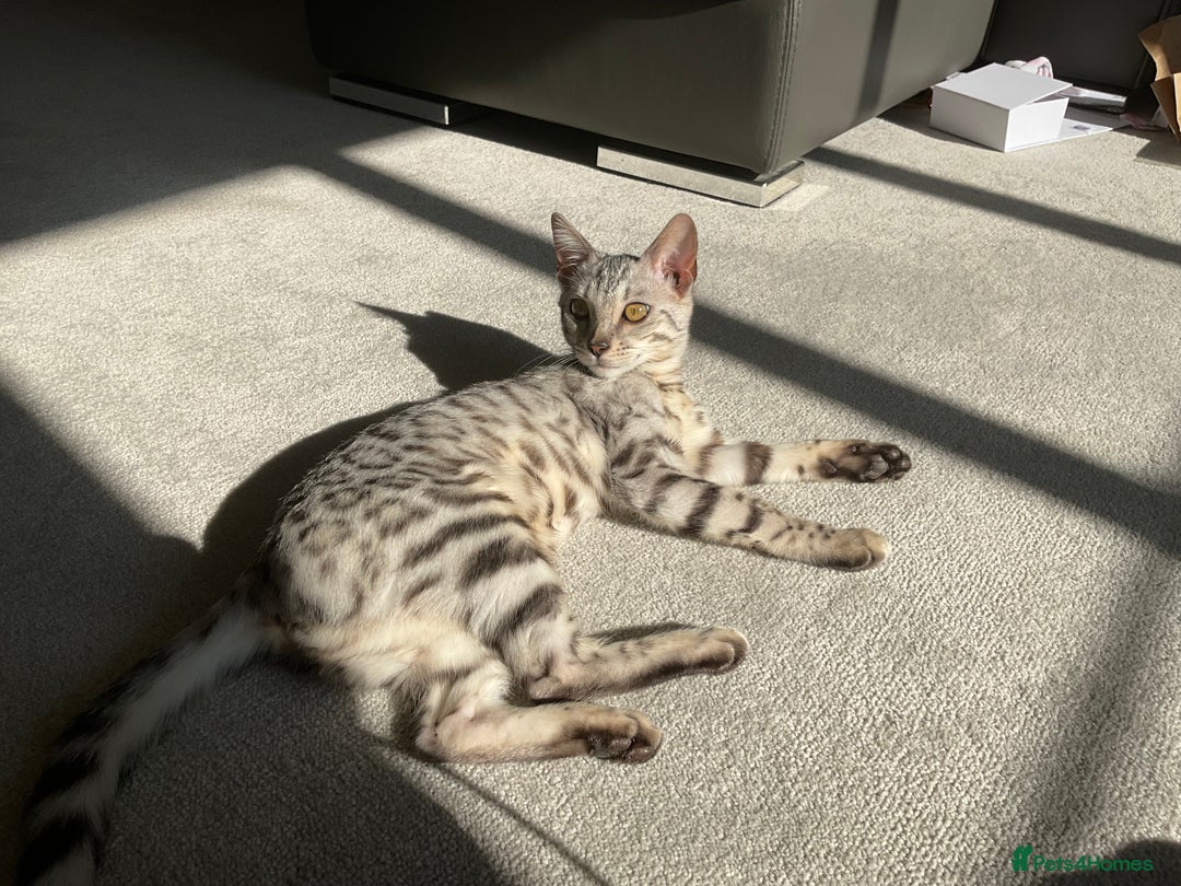 Bengal cats for sale: Pure bengal girl  - Image 7