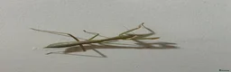 Stick Insects invertebrates for sale: Baby Stick Insects & Various Mantids Available! - Advert 12