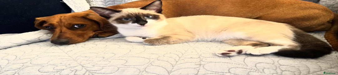 Ragdoll X Kitten 1