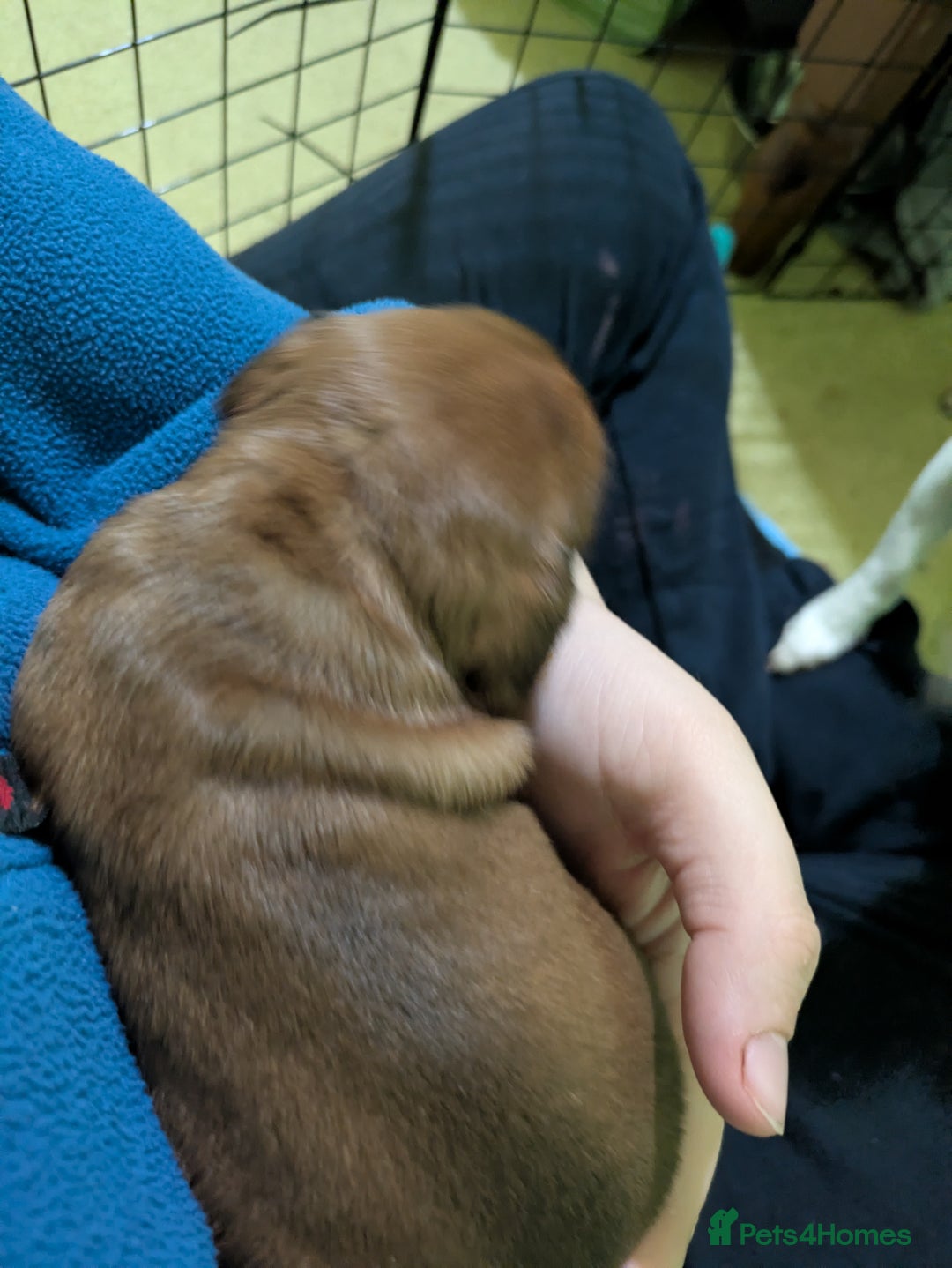 Mixed Breed dogs for sale: Janiel puppies  - Advert 9