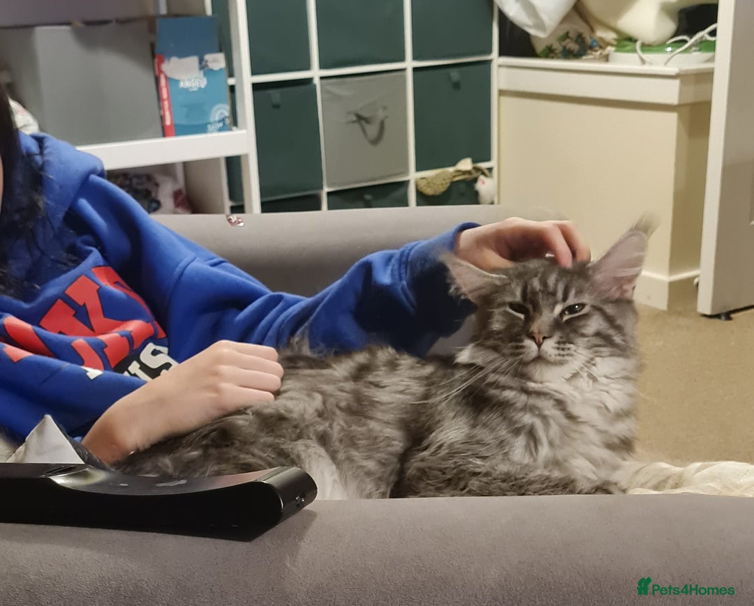 Maine Coon cats for sale: Stunning male Mainecoon  - Image 12