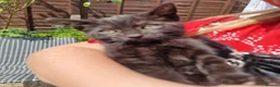 Mixed Breed cats for sale: 5 beautiful black kittens 10weeks 2xfemales 3xmale in Stockport - Advert 13