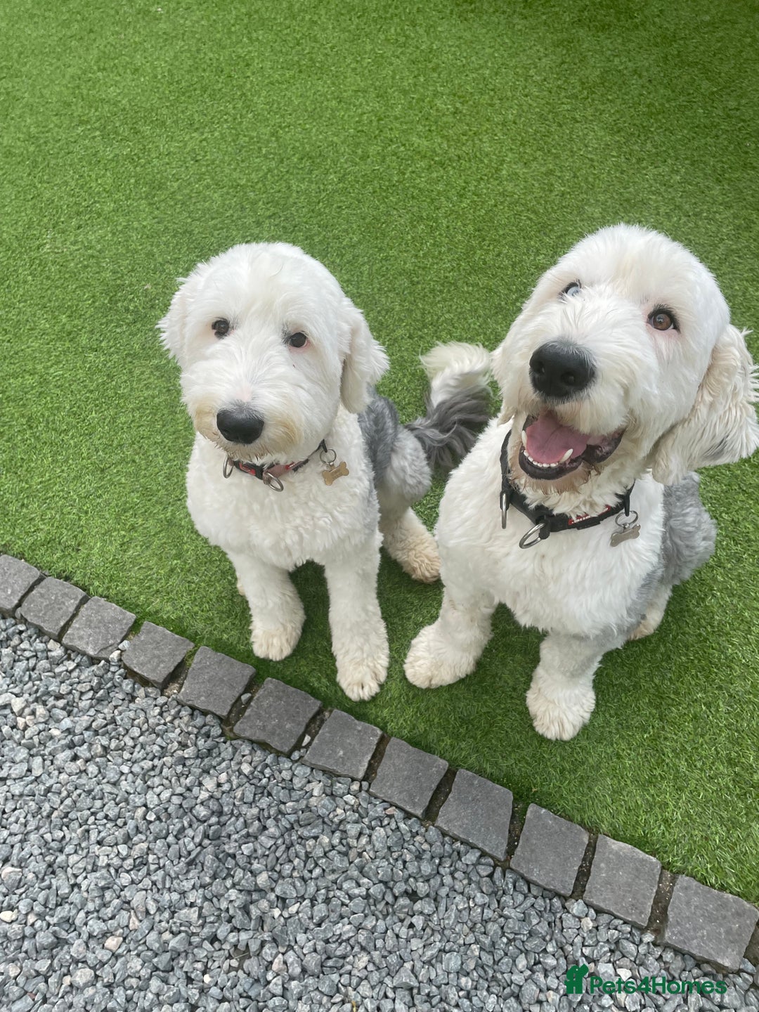 Old English Sheepdog dogs for sale: Old English puppies - Image 14