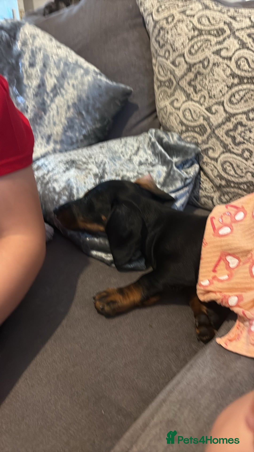 Dachshund dogs for sale: Dashaud - Image 2
