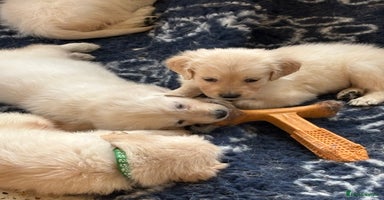 Golden Retriever dogs - Advert 6