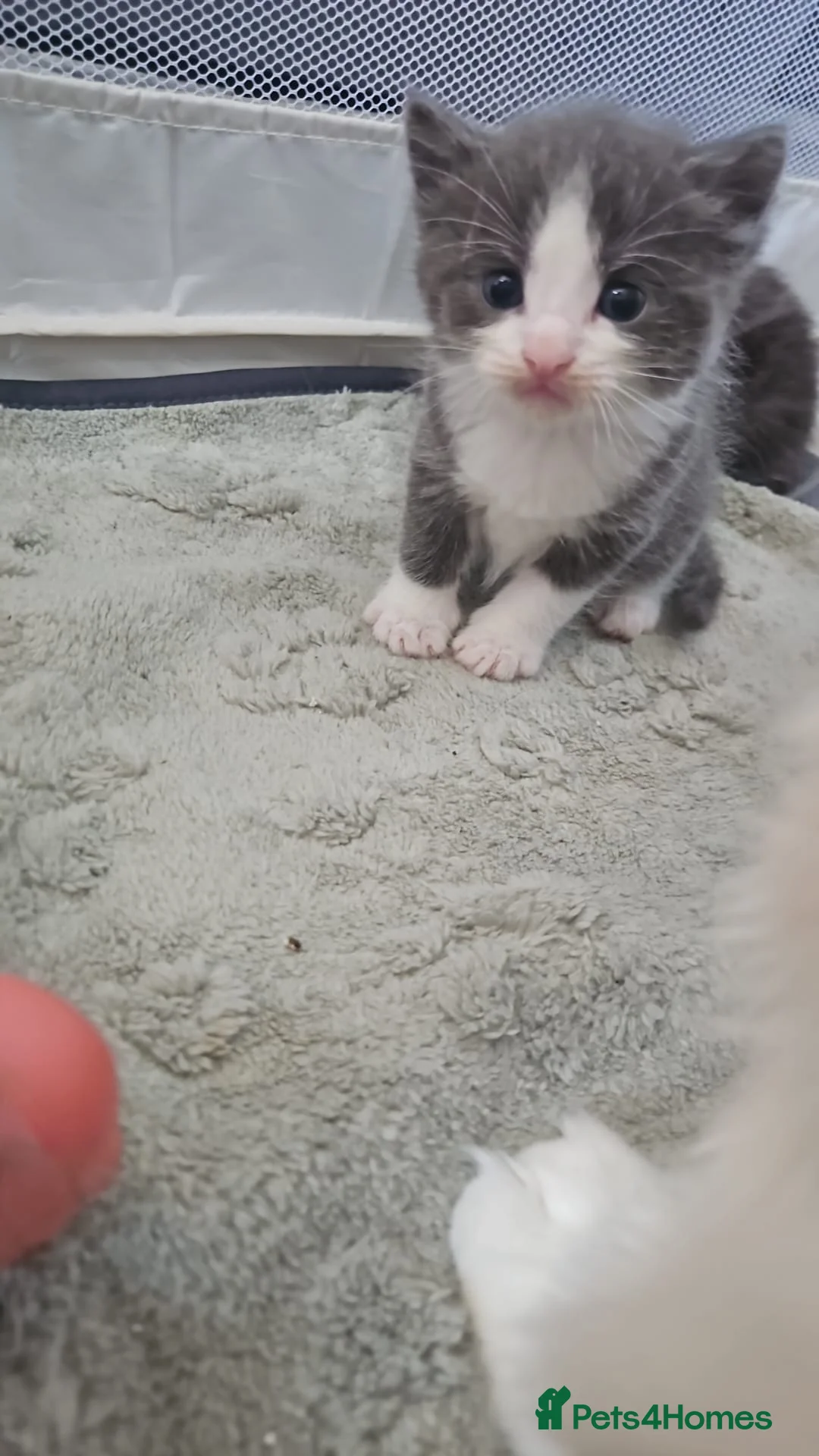 Ragdoll cats for sale: Last kitten available. Grey and white boy  - Advert 2