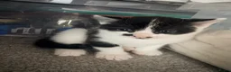 Mixed Breed cats for sale: Two little boys looking for their forever homes - Advert 2