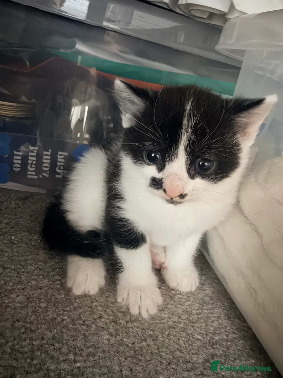 Mixed Breed cats for sale: Two little boys looking for their forever homes - Advert 2