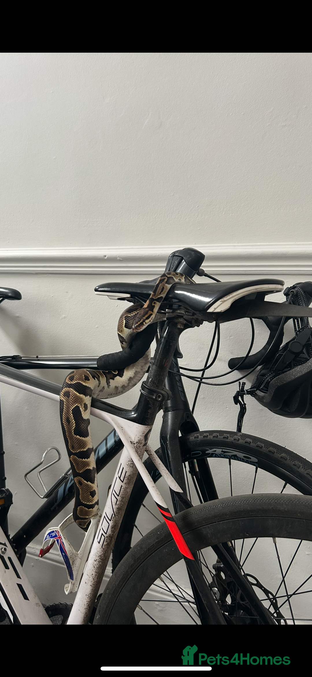 Python Snake reptiles for sale: Leopard python for sale, collection only - Advert 8