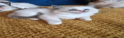 Ragdoll cats for sale: Registered Ragdoll Kittens  - Advert 19