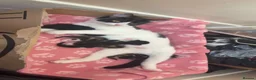 British Shorthair cats for sale: Beautiful kittens 8 weeks old  - Advert 9