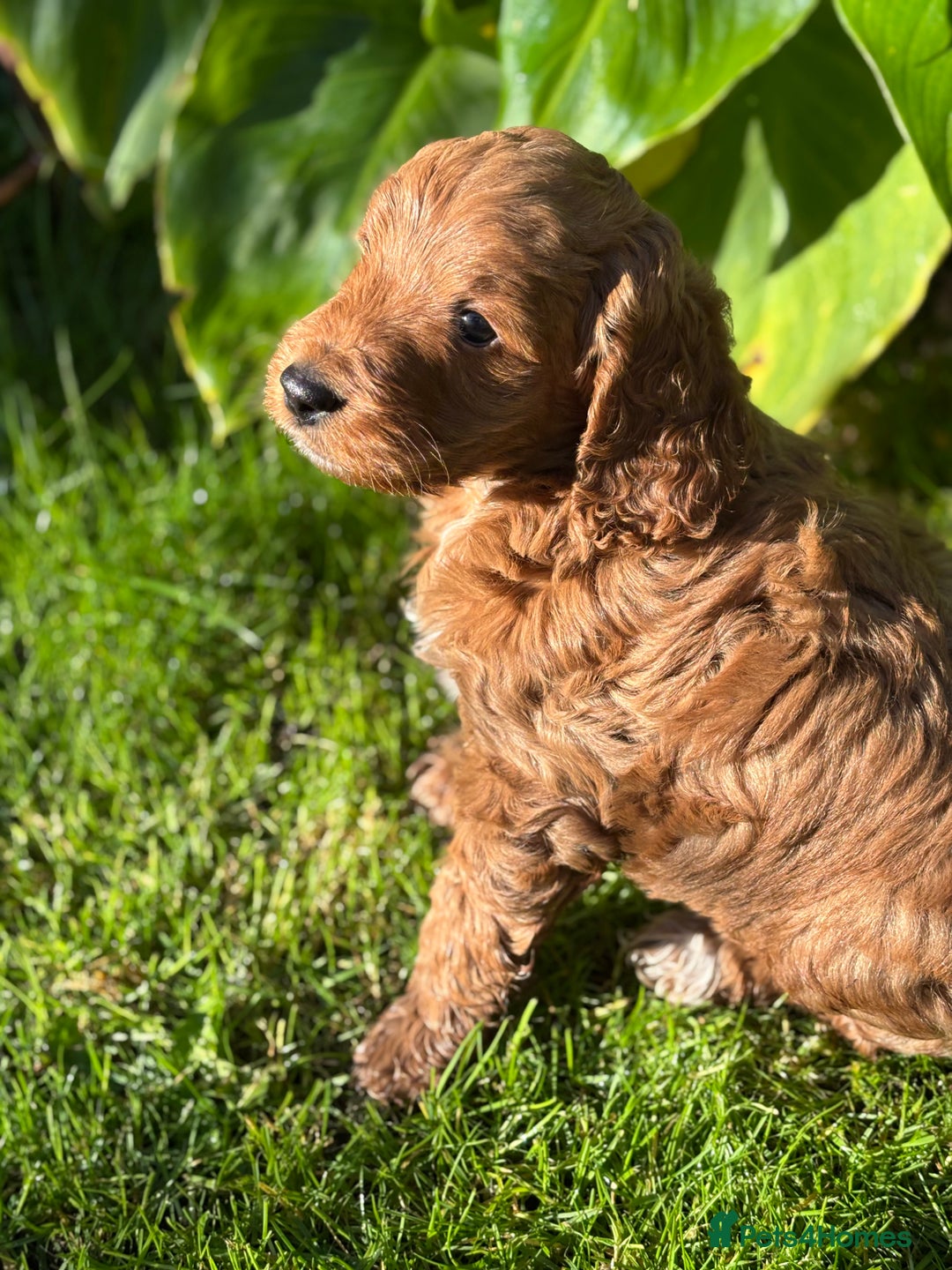 Cockapoo dogs for sale: Beautiful miniature red cockapoo girl puppy  - Image 4