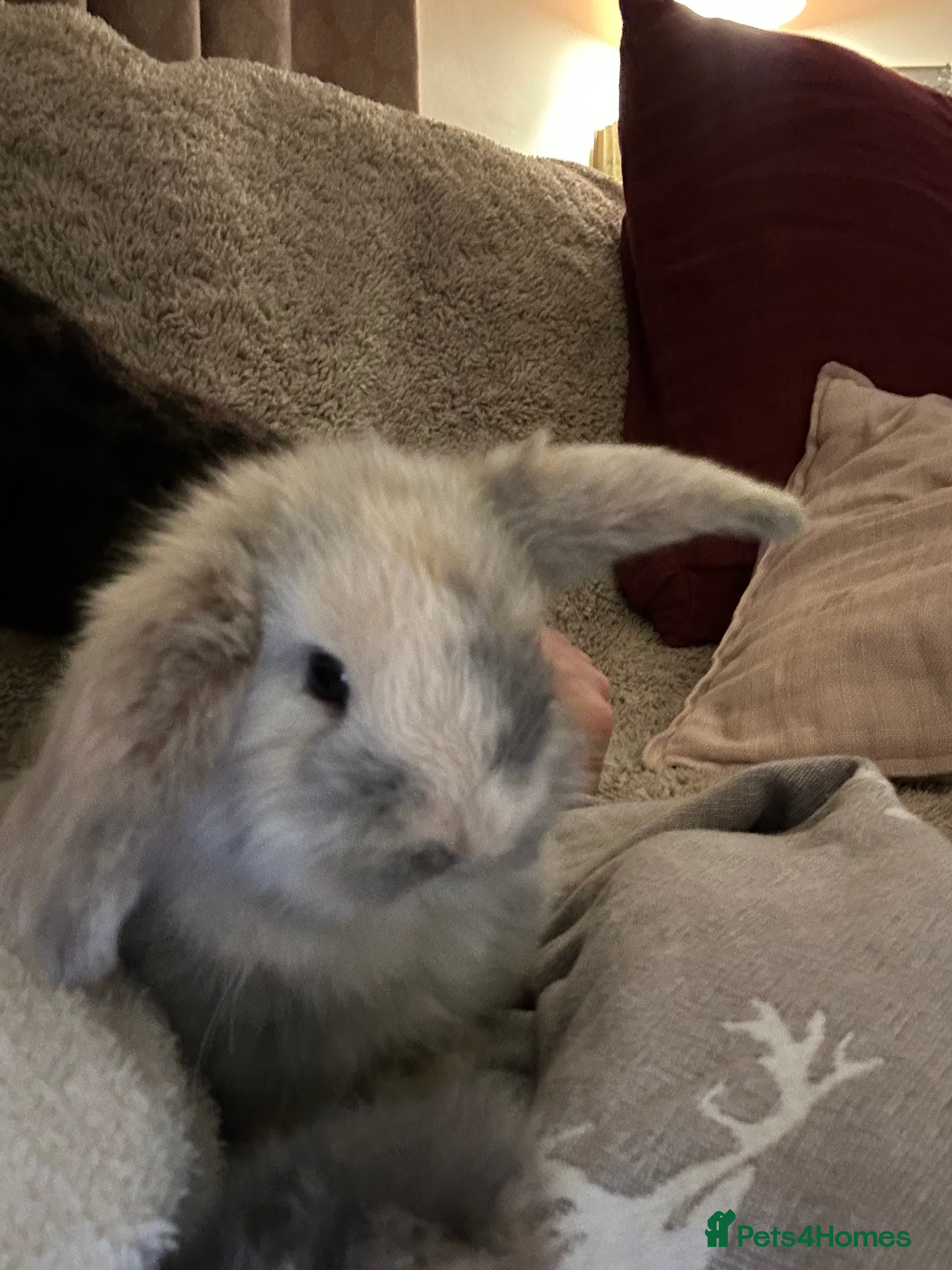 Mini Lop rabbits Two baby mini lops - Advert 1