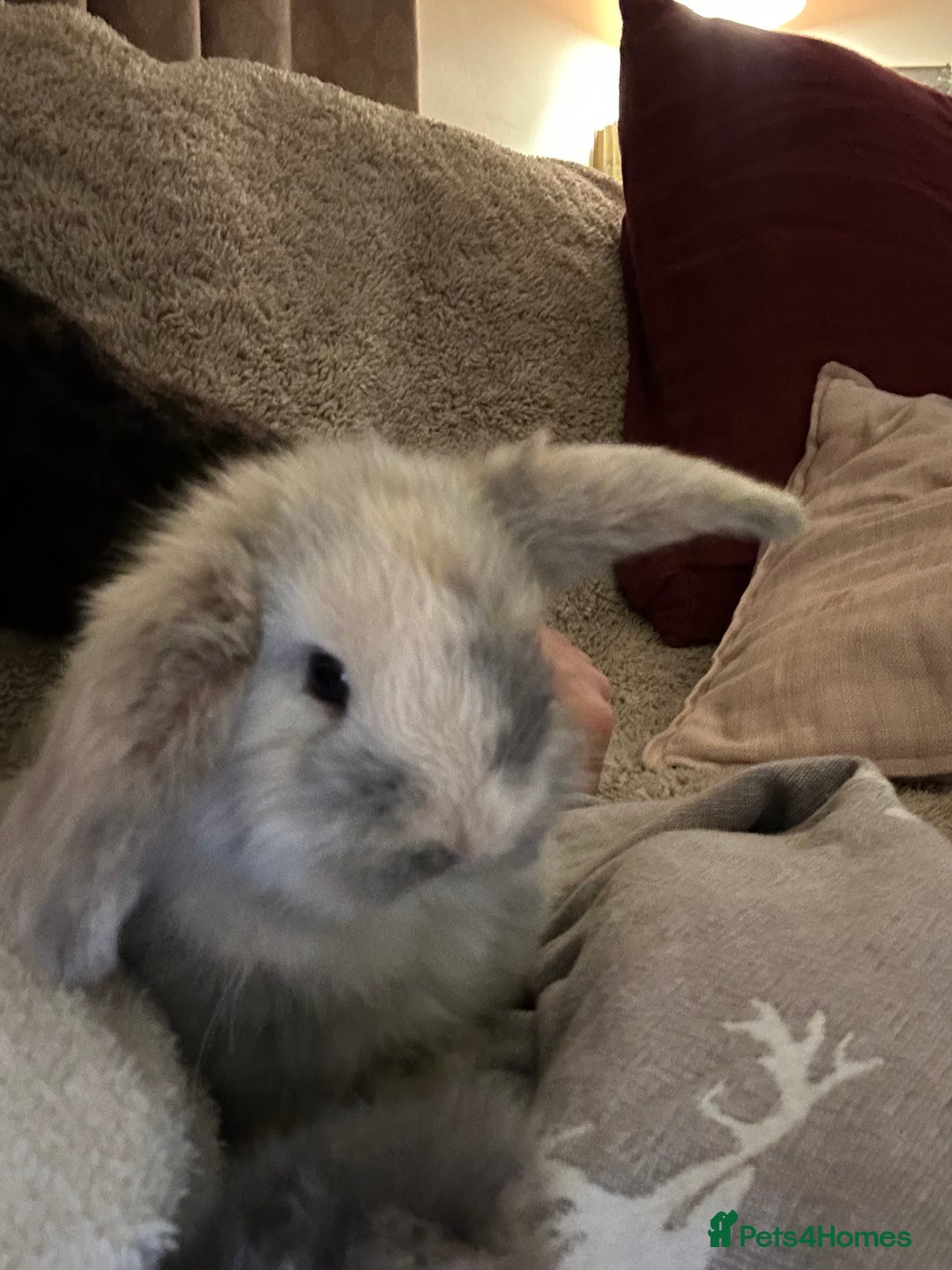 Mini Lop rabbits for sale: Two baby mini lops - Advert 1