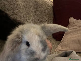 Mini Lop rabbits Two baby mini lops - Advert 1