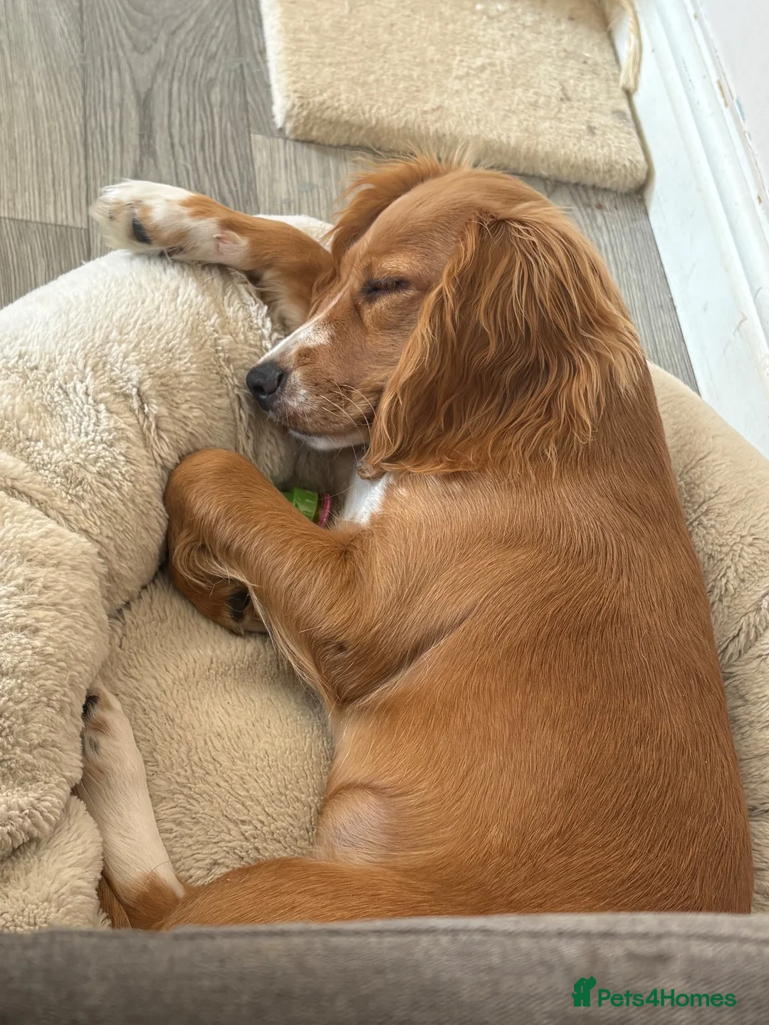 Cocker Spaniel dogs for sale: 6 month cocker spaniel  - Advert 2