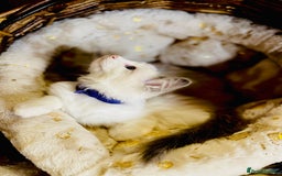 Ragdoll cats for sale: QUALITY GCCF RAGDOLLS KITTENS READY NOW  - Image 27