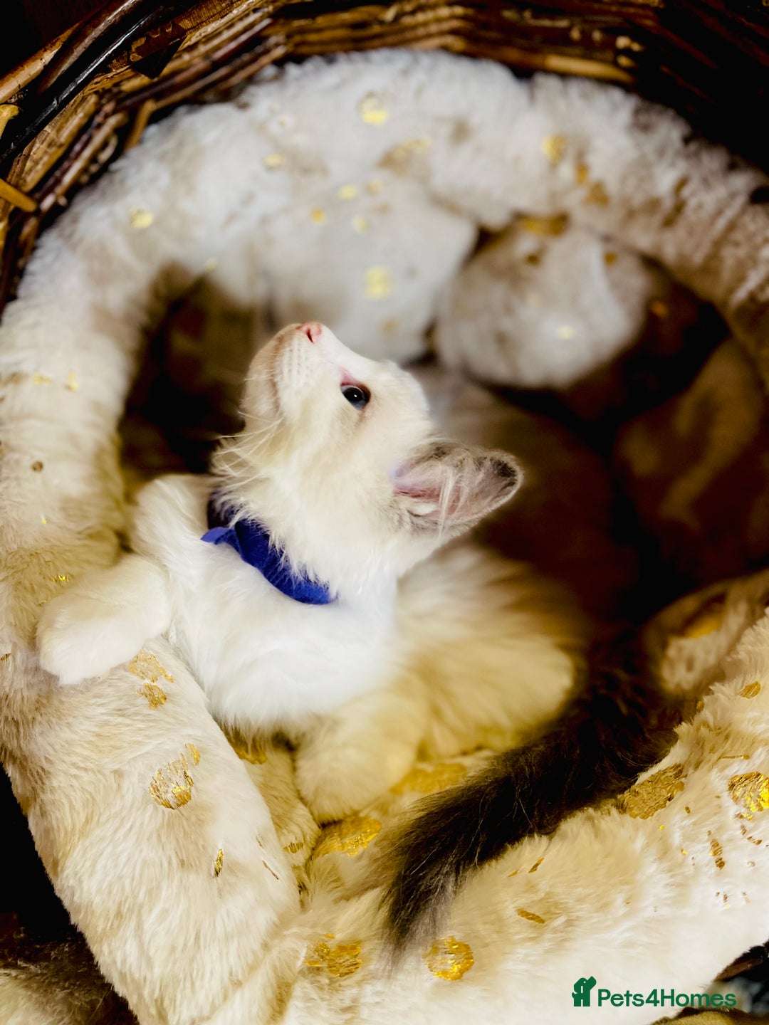 Ragdoll cats for sale: QUALITY GCCF RAGDOLLS KITTENS READY NOW  - Image 27