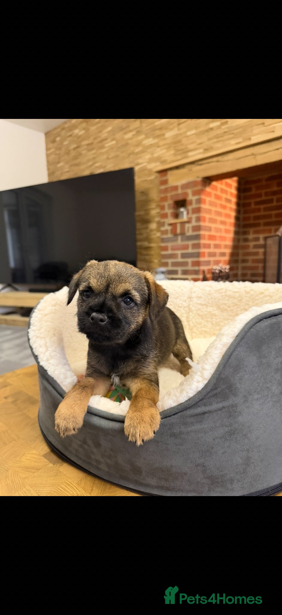 Border Terrier dogs Border Terrier Puppies For Sale  - Advert 6