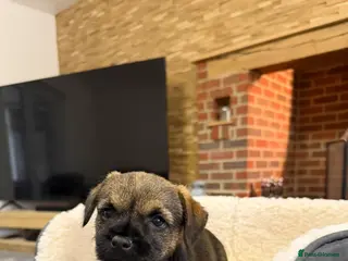 Border Terrier dogs Border Terrier Puppies For Sale - Advert 6