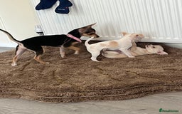 Chihuahua dogs for sale: Two beautiful Chihuahua boys  - Image 8