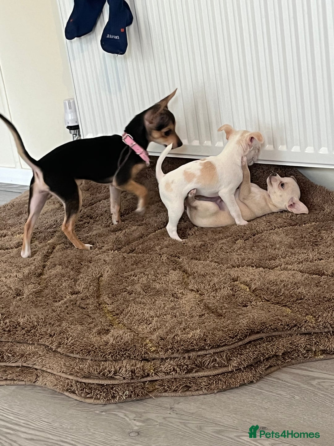 Chihuahua dogs for sale: Two beautiful Chihuahua boys  - Image 8