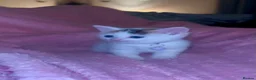 British Shorthair cats for sale: Calico kittens  in Rowlands Gill - Advert 5