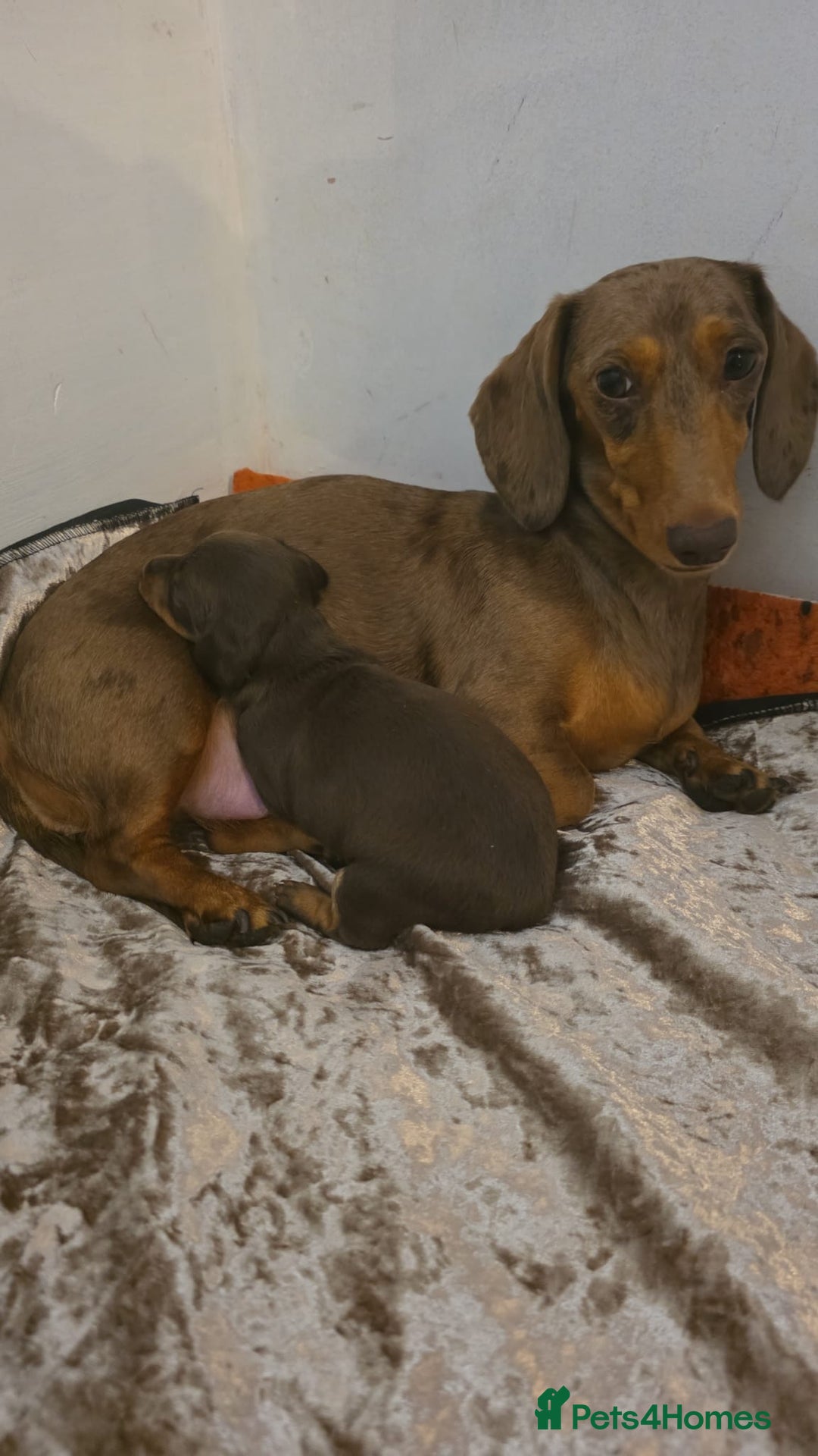 Miniature Dachshund dogs for sale: Meet Your New Friend Miniature Dachshund Pups! - Advert 5