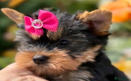 Yorkshire Terrier dogs for sale: Outstanding KC reg purebred Yorkshire terriers - Image 8