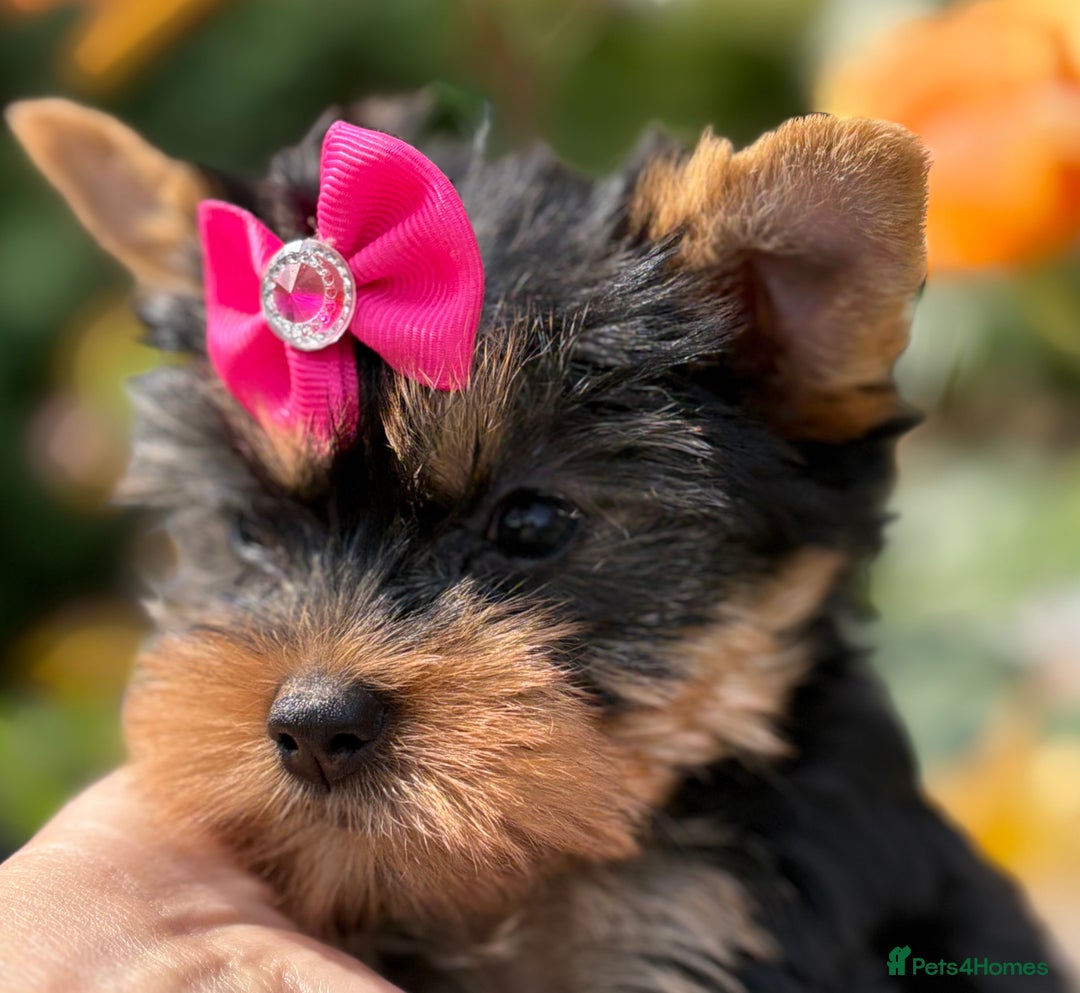 Yorkshire Terrier dogs for sale: Outstanding KC reg purebred Yorkshire terriers - Image 8