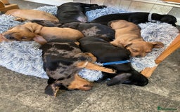Mixed Breed dogs for sale: Dachshund cross Patterdale - Image 6
