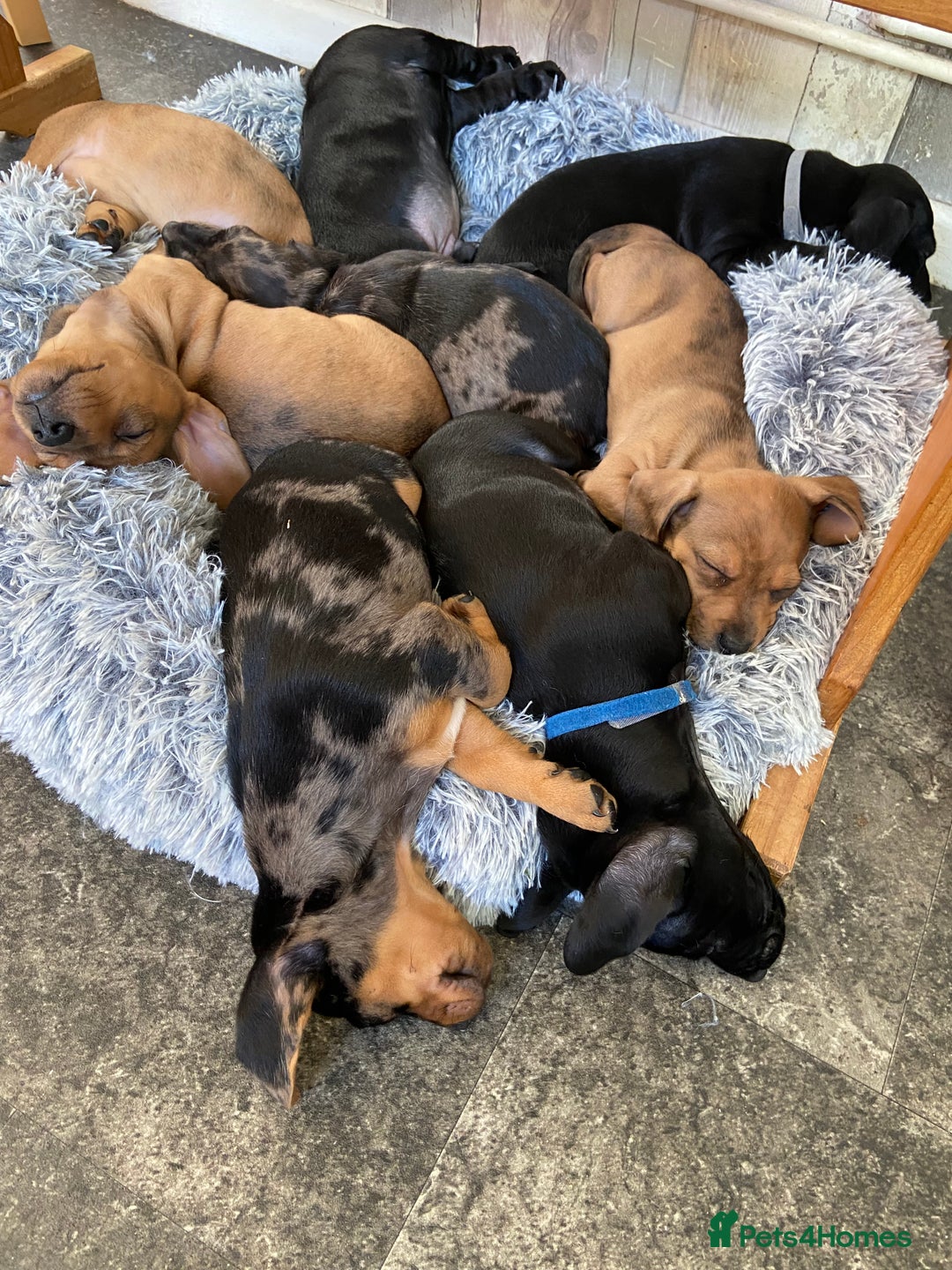 Mixed Breed dogs for sale: Dachshund cross Patterdale - Image 6
