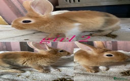 Rex rabbits for sale: lion head x velvet rex babies  - Image 7