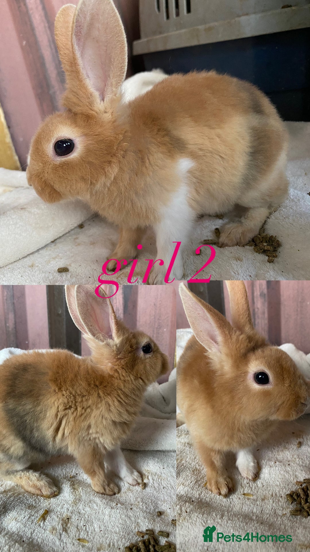 Rex rabbits for sale: lion head x velvet rex babies  - Image 7