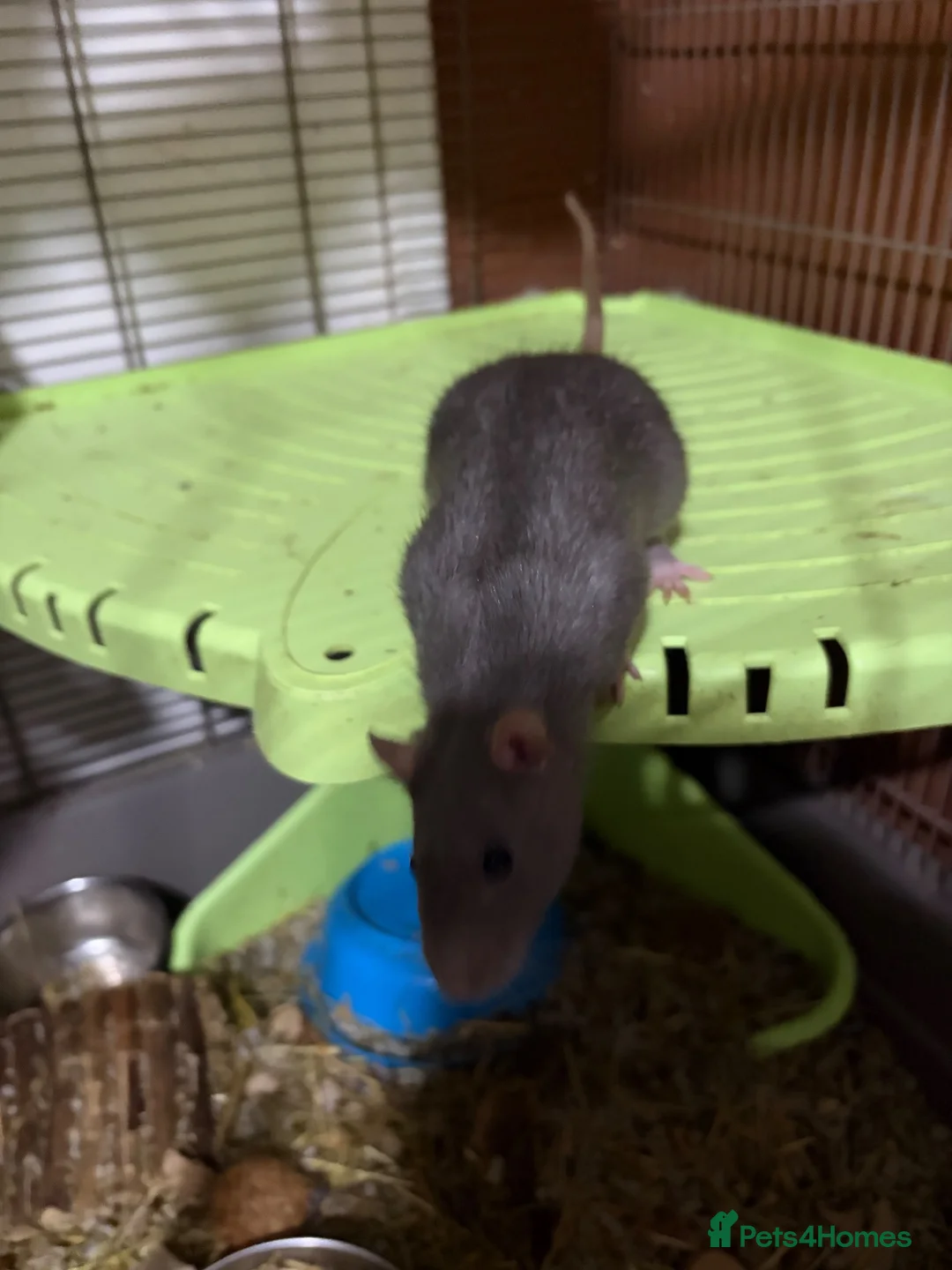 Rat rodents for sale: 4 rats for sale  in Romford - Advert 2