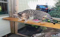 Savannah cats for sale: F5 Full Pedigree Tica Registered Girl Kitten - Image 8